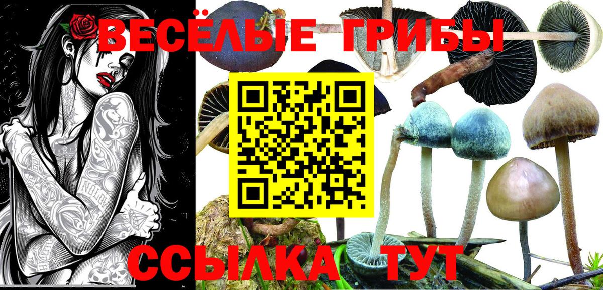 Галлюциногенные грибы мицелий Сунжа